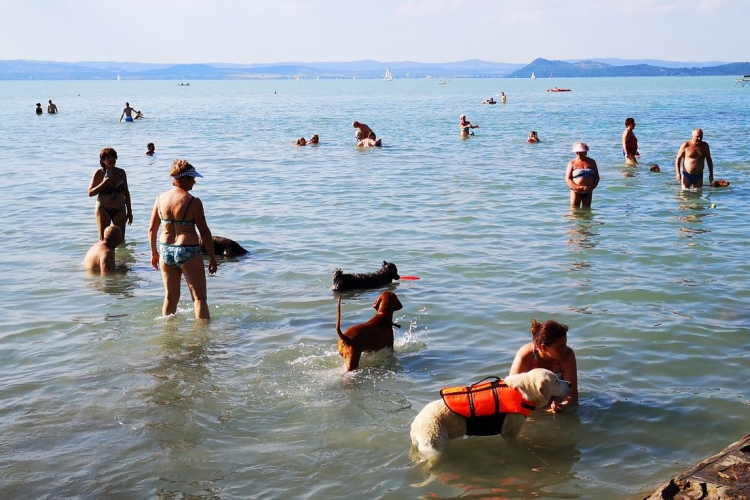 Idén már 21 kutyabarát strand és fürdetőhely várja országszerte a kutyásokat