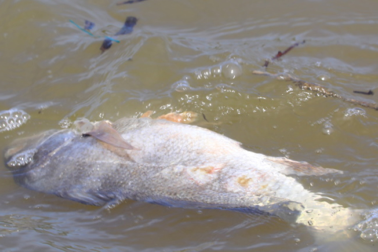 Többmillió hal pusztult el egy ausztráliai folyóban