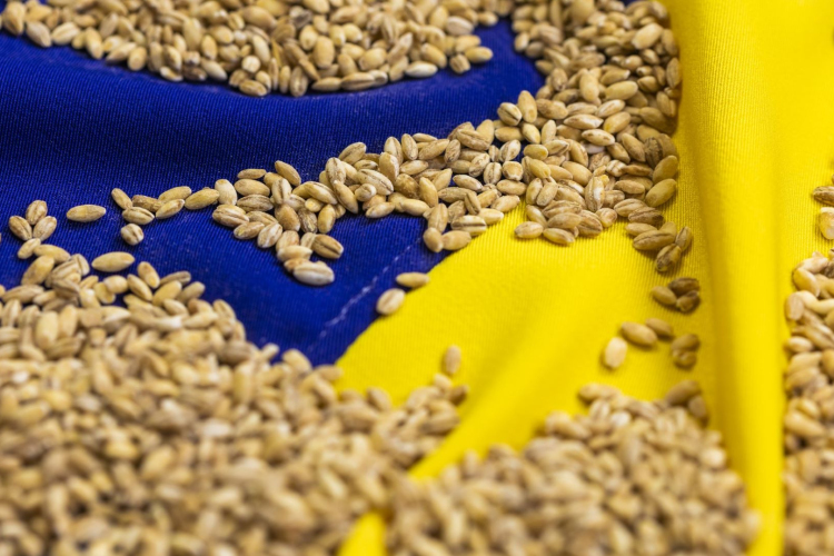 Negyven tonna GMO-val szennyezett ukrán vetőmagot foglalt le a Nébih