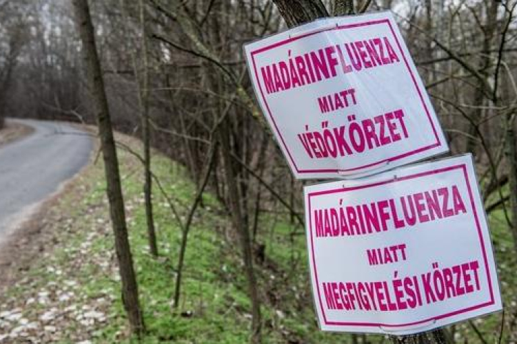 Újabb két magyar telepen mutattak ki madárinfluenzát 