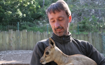 3 nap alatt 3 gida született a Veszprémi Állatkertben