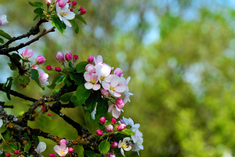 Szombatig meleg, tavaszias idő várható, vasárnap hidegfront hoz lehűlést