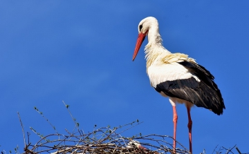 Egyre több gólya marad itthon télen a klímaváltozás hatására