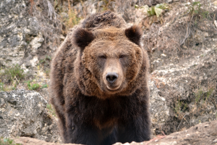 Jeges gyümölccsel hűsölnek a medvék a veszprémi állatkertben
