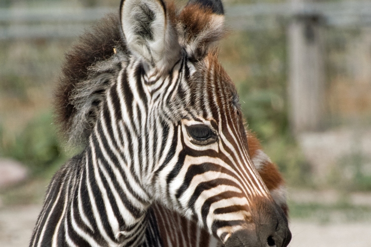 Újabb kis lakója lett a Veszprémi Állatkertnek - zebracsődör született!